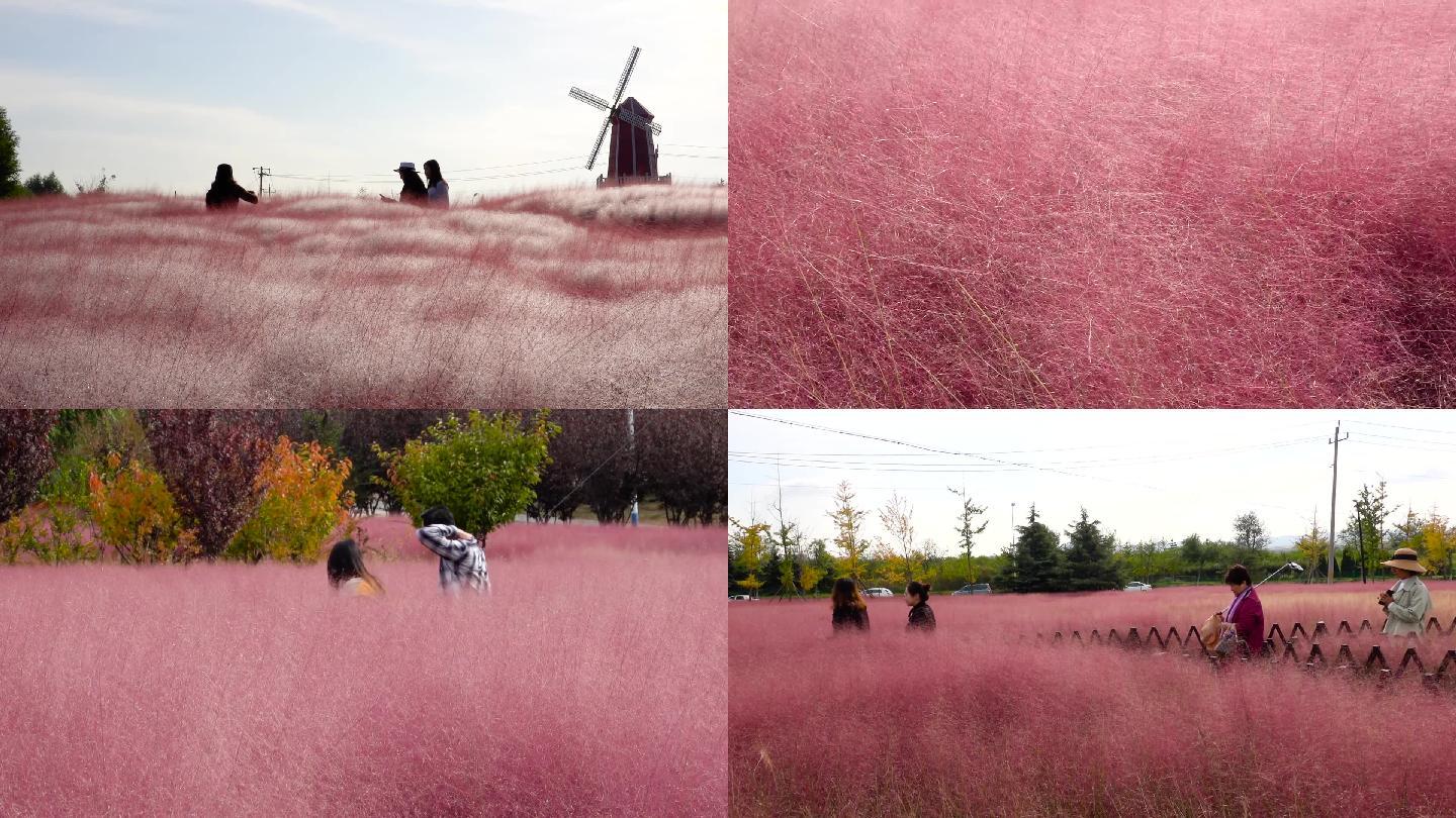 白鹭覆盖粉黛乱子草、粉色背景素材