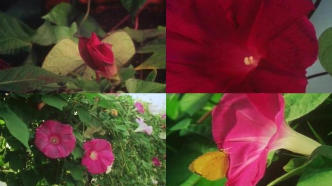 60年代延时摄影植物花朵喇叭