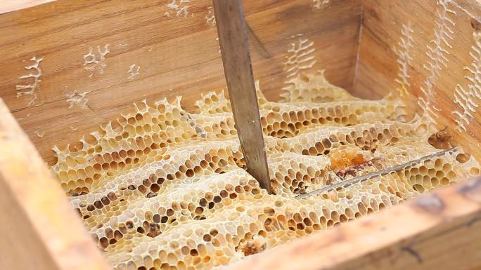 神农架蜂蜜割蜂蜜