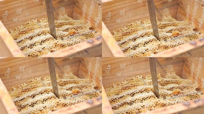 神农架蜂蜜割蜂蜜