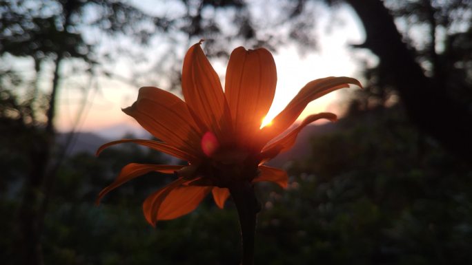 原创太阳花逆光的美