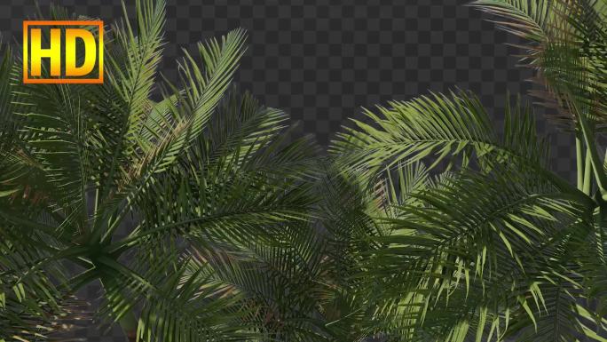 丛林棕榈树叶边框-带通道