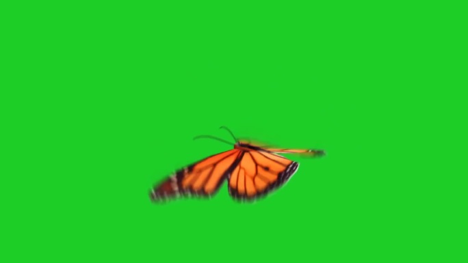 蝴蝶翩翩飞舞绿屏抠像视频素材