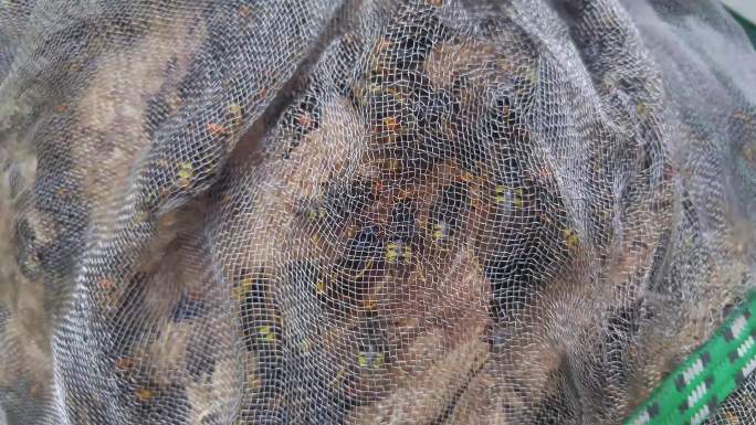 野生大黄蜂被装在丝网袋子里