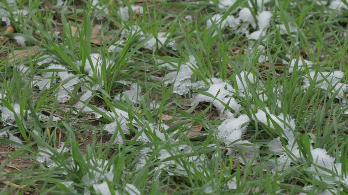 4K冬天麦田残雪02