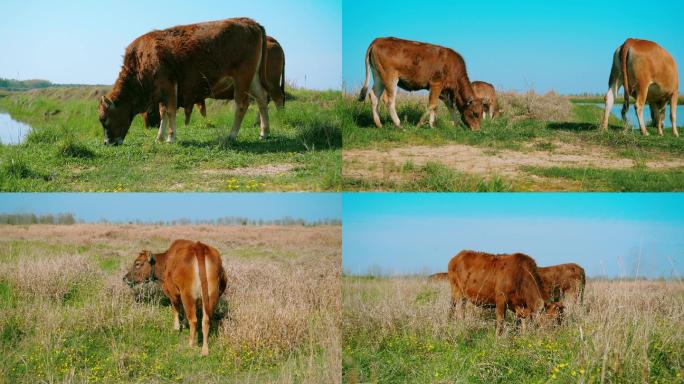 【4K】生态养殖地、黄牛养殖、畜牧业