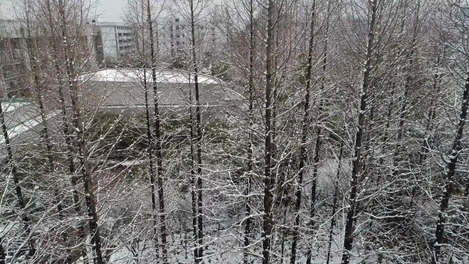杉树雪景
