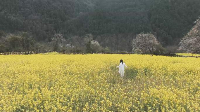 滇藏漫山菊花休闲农村