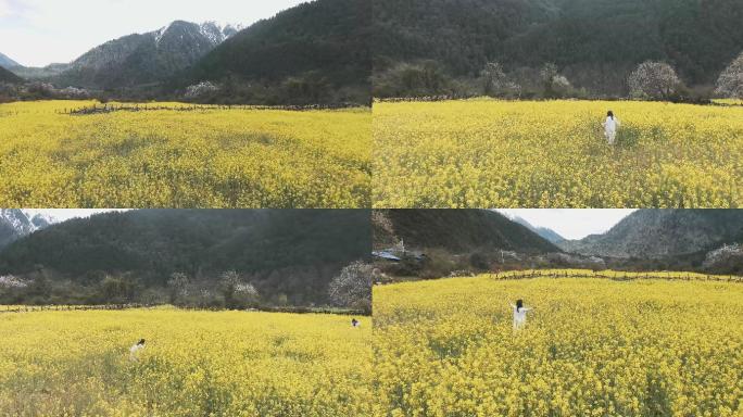 滇藏漫山菊花休闲农村