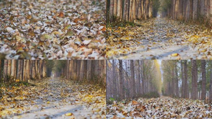 秋天落叶厚厚的落叶丨4K丨原创实拍