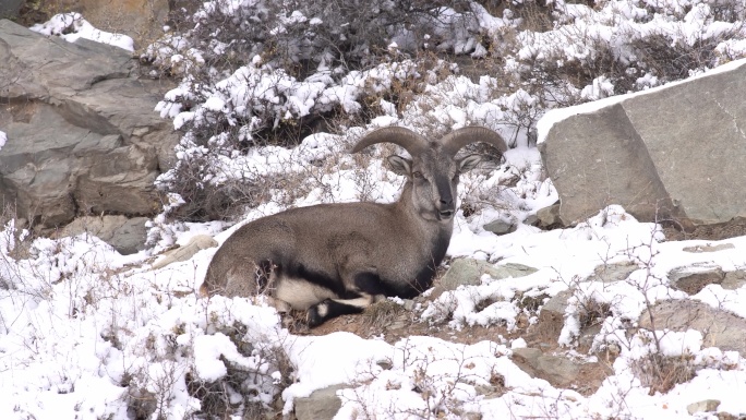 宁夏贺兰山冬季下雪后进食的岩羊