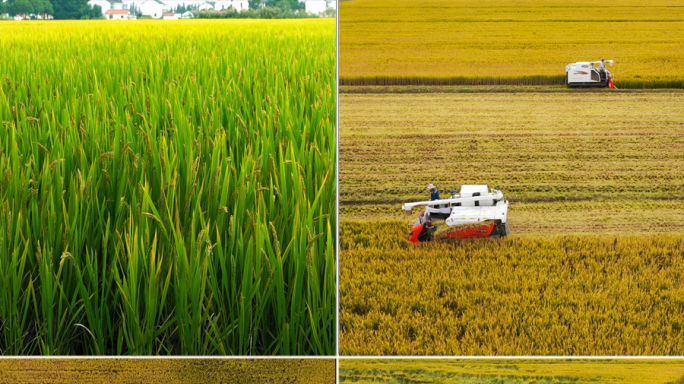 农田水稻成熟收割