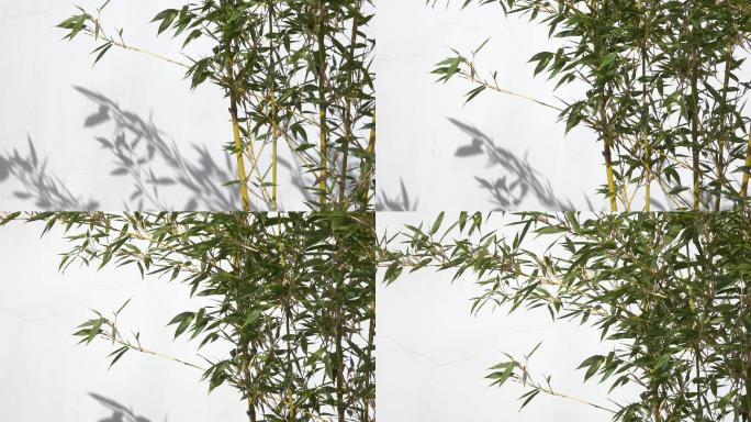 [4K]白色背景的竹子