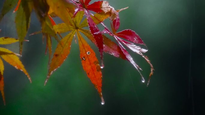 雨中的树叶素材空镜