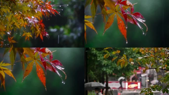 雨中的树叶素材空镜