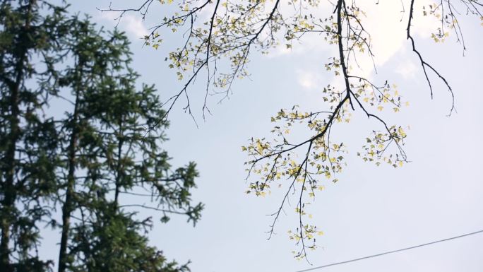 青田山野