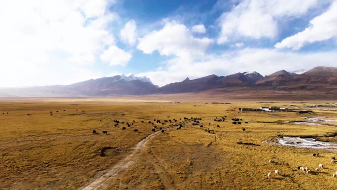 西藏大草原