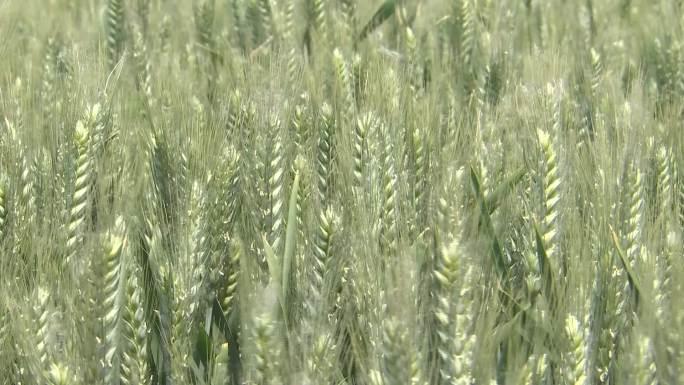 小麦落黄期小麦灌浆期06