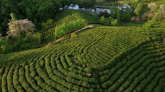 河南省信阳茶山风光4K航拍