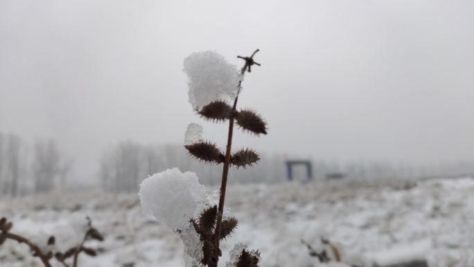 冬天苍耳干枯下雪寒冷