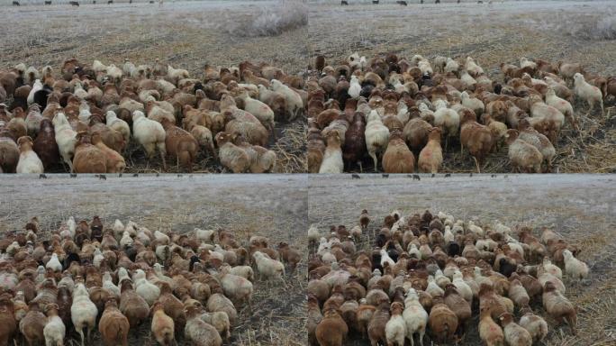 羊羊群航拍新疆
