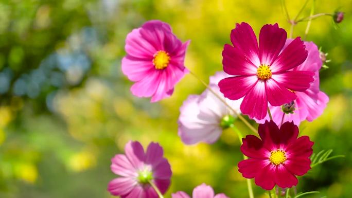 唯美花朵、格桑花、波斯菊、鲜花盛开01