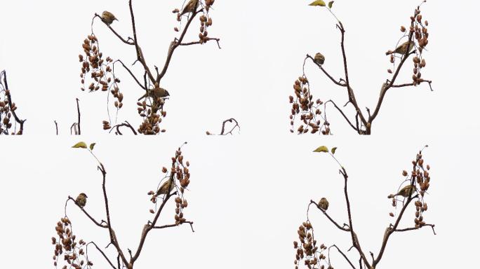 香椿树的种子与麻雀4k