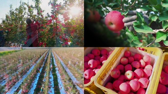 现代化果园采摘加工苹果