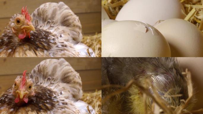 母鸡孵化小鸡破壳过程
