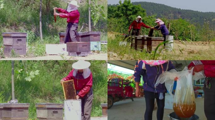 农场蜂蜜收获采割