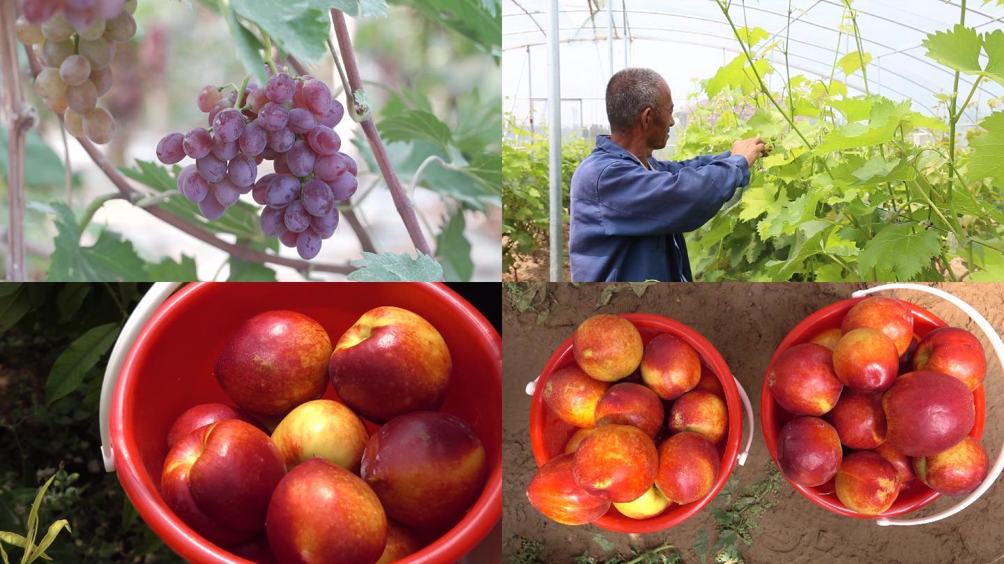 【实拍】农业产业园葡萄桃子丰收采摘