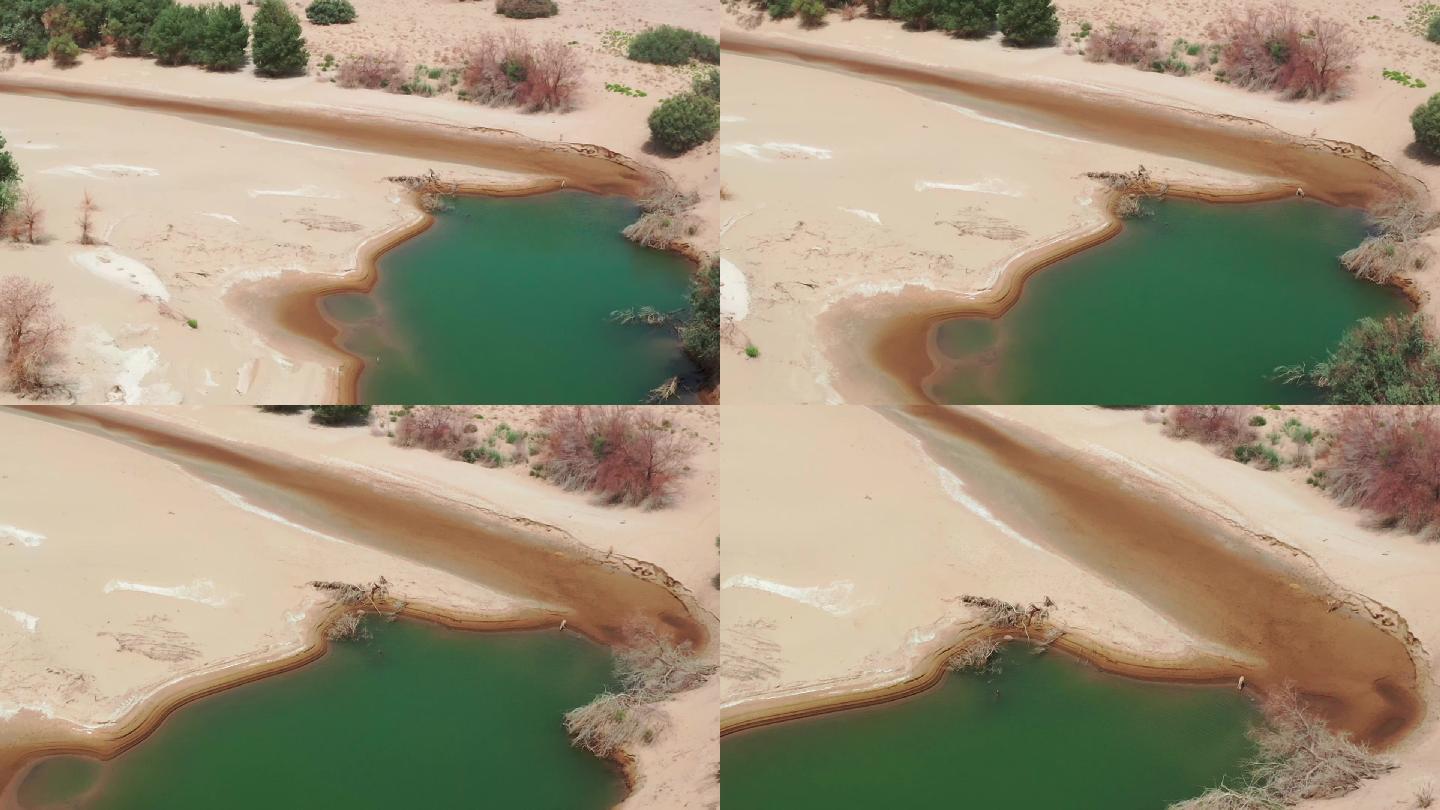 沙漠小鹿河边喝水