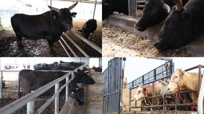 【实拍】渤海黑牛牛养殖牛群牛养殖场