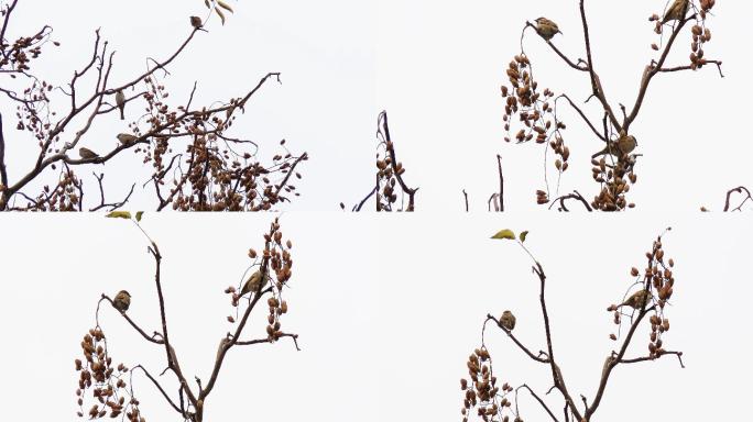 冬天香椿树的种子麻雀4k