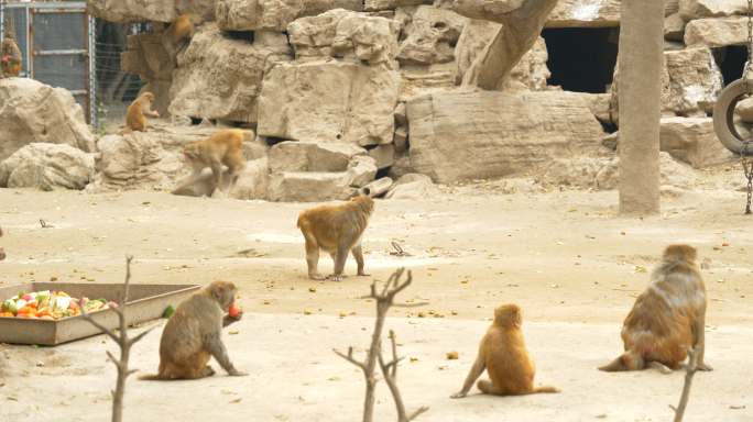 动物园猴子猴群4K10bit