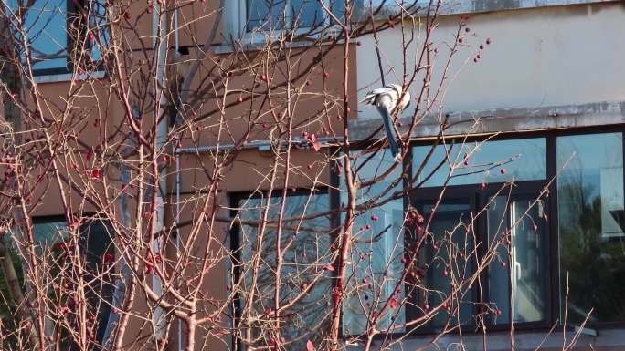 冬天窗前海棠树上灰喜鹊4k