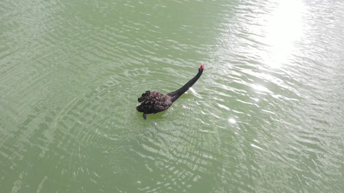 4K原素材-水面上孤独的黑天鹅
