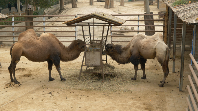 动物园骆驼4K10bit松下