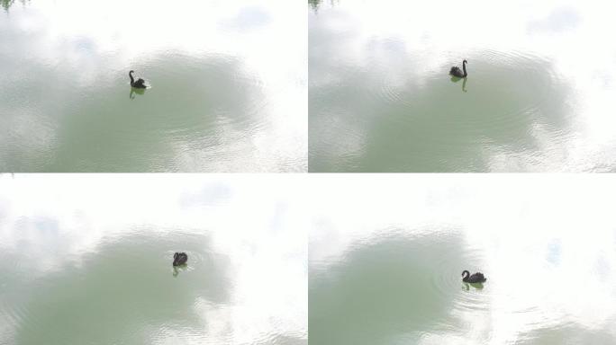 4K原素材-水面上孤独的黑天鹅