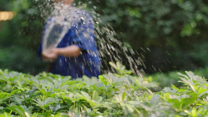 原创物业园丁洒水浇花
