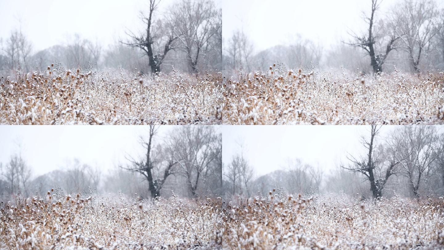 北京冬雪唯美雪季冬季初雪大美雪景