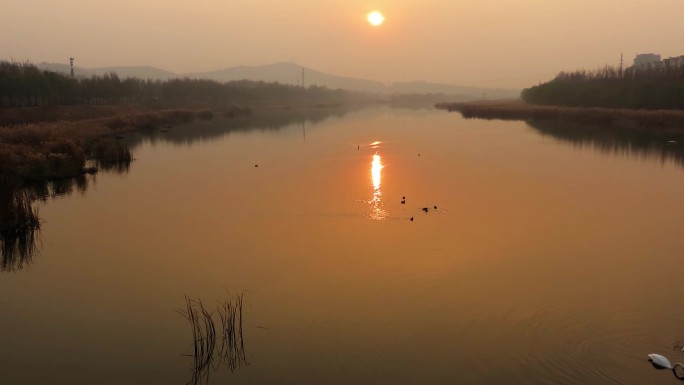 夕阳下的河水鸟4k