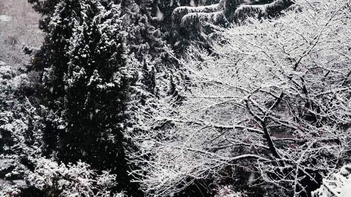 雪景下雪树林雪景雪大雪