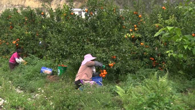 实拍农村产业扶贫种植沃柑橘子农民丰收采摘