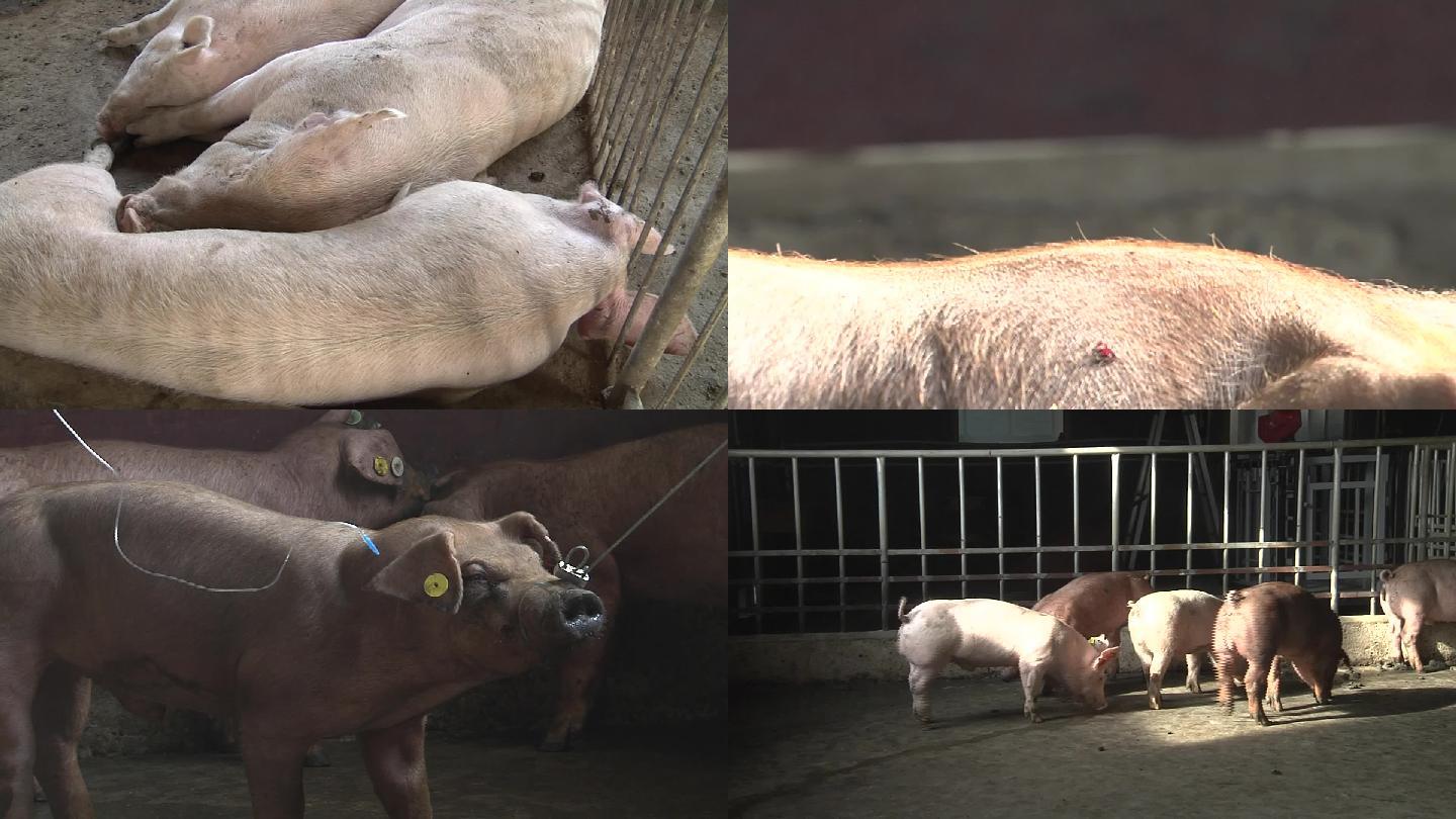 后备母猪怀孕60天图片-图库-五毛网