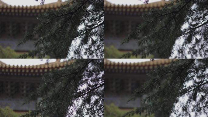4K原片北京雨雪后太庙古建筑松树