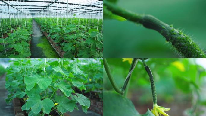 大棚种植黄瓜，绿色有机蔬菜基地