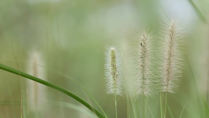 狗野巴草秋冬天实拍素材