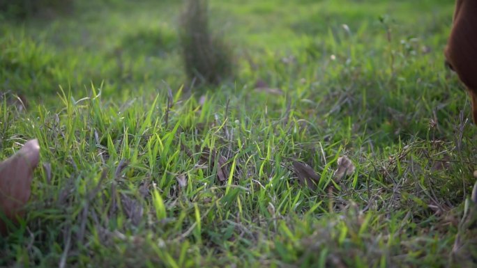 牛吃草特写高清