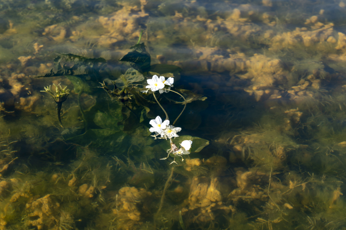 湿地的海菜花